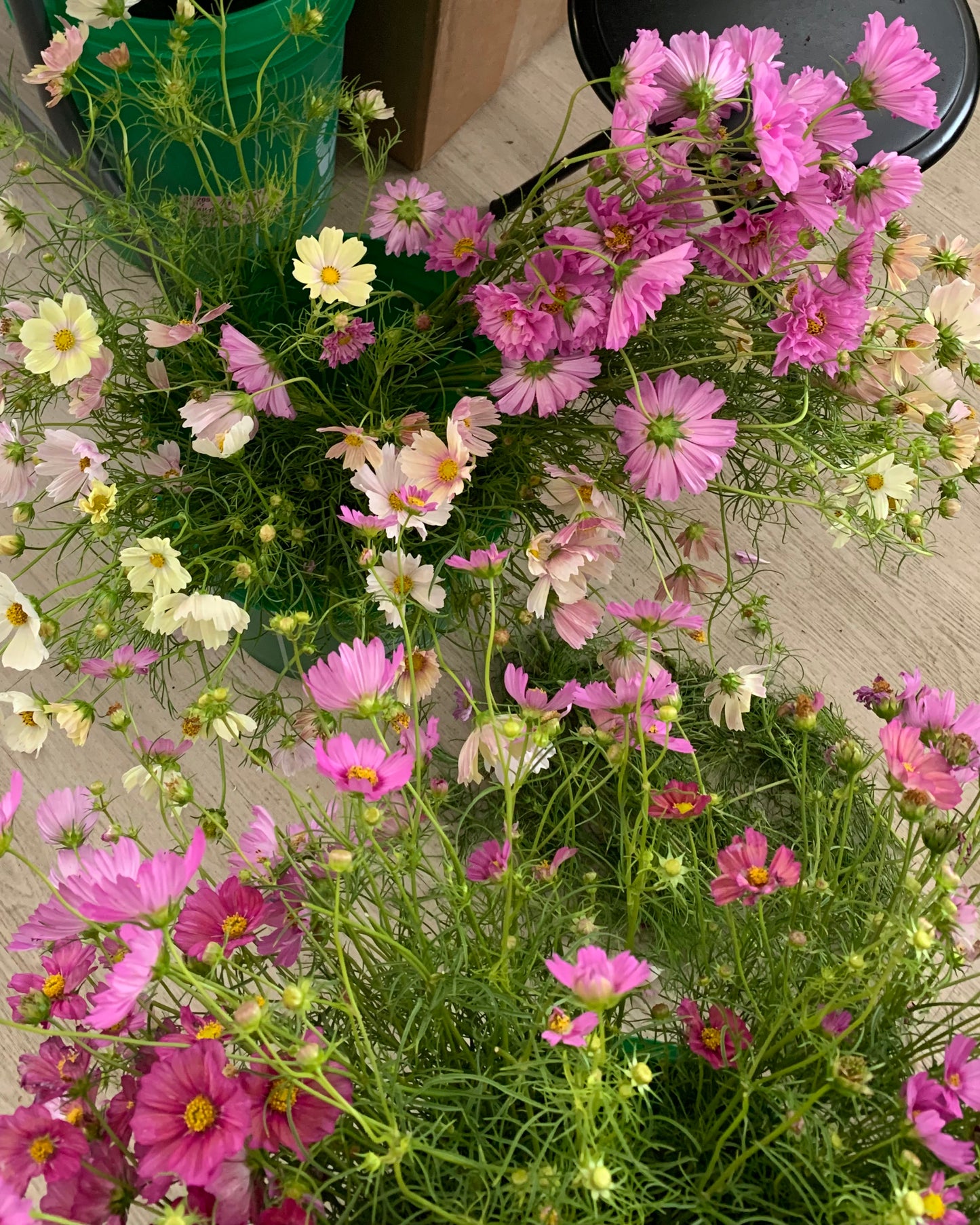 Monthly Flower Subscription 2026 - The first week of every month