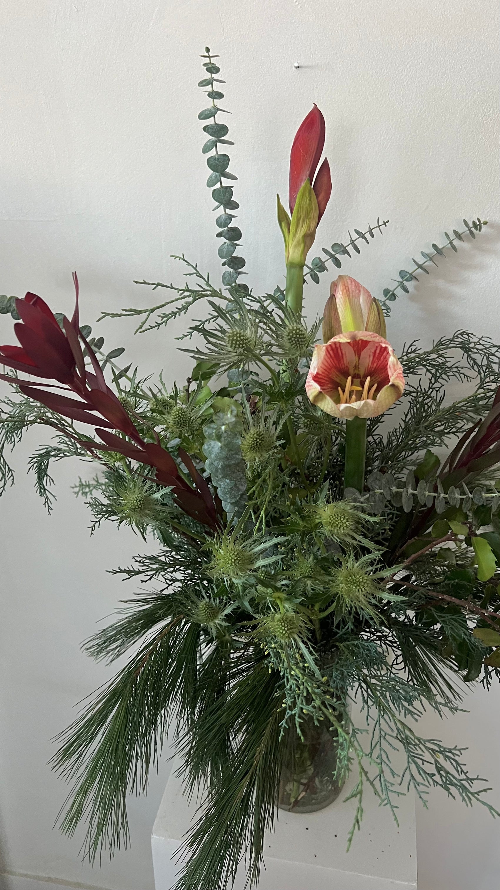 Winter Amaryllis Long Lasting Arrangement