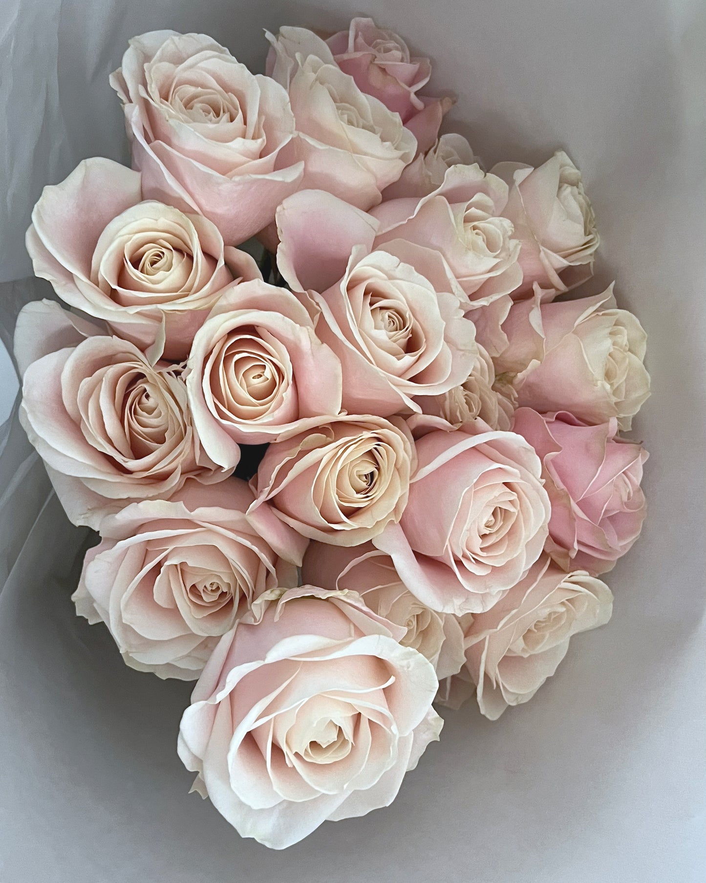 Blush Rose Handtied︱White Paper Wrap